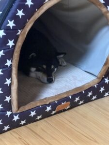 黒柴まめがハウスの中で静かに寝ている様子。夜中のカオスをよそに避難中。