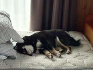 雨の日にぐっすり眠る黒柴まめ