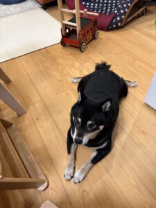 伏せポーズ写真