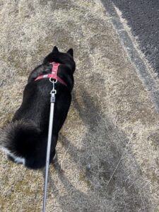 散歩中の黒柴まめの後ろ姿と赤いハーネス