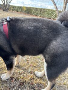 横から見た黒柴まめの体型とふわふわの毛並み