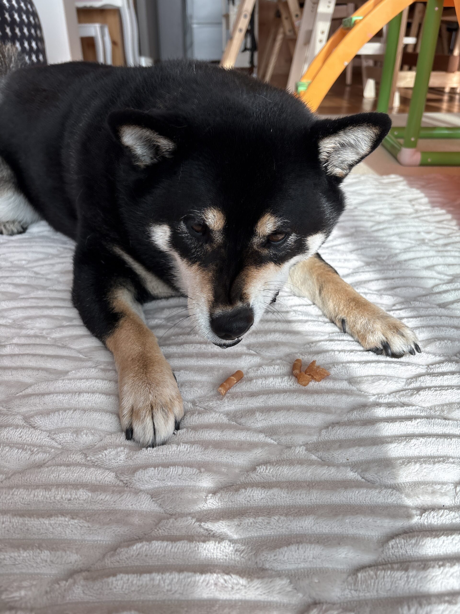 黒柴まめがおやつを見つめる写真