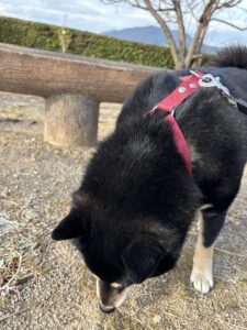 地面の匂いをくんくん嗅ぐ黒柴まめの顔