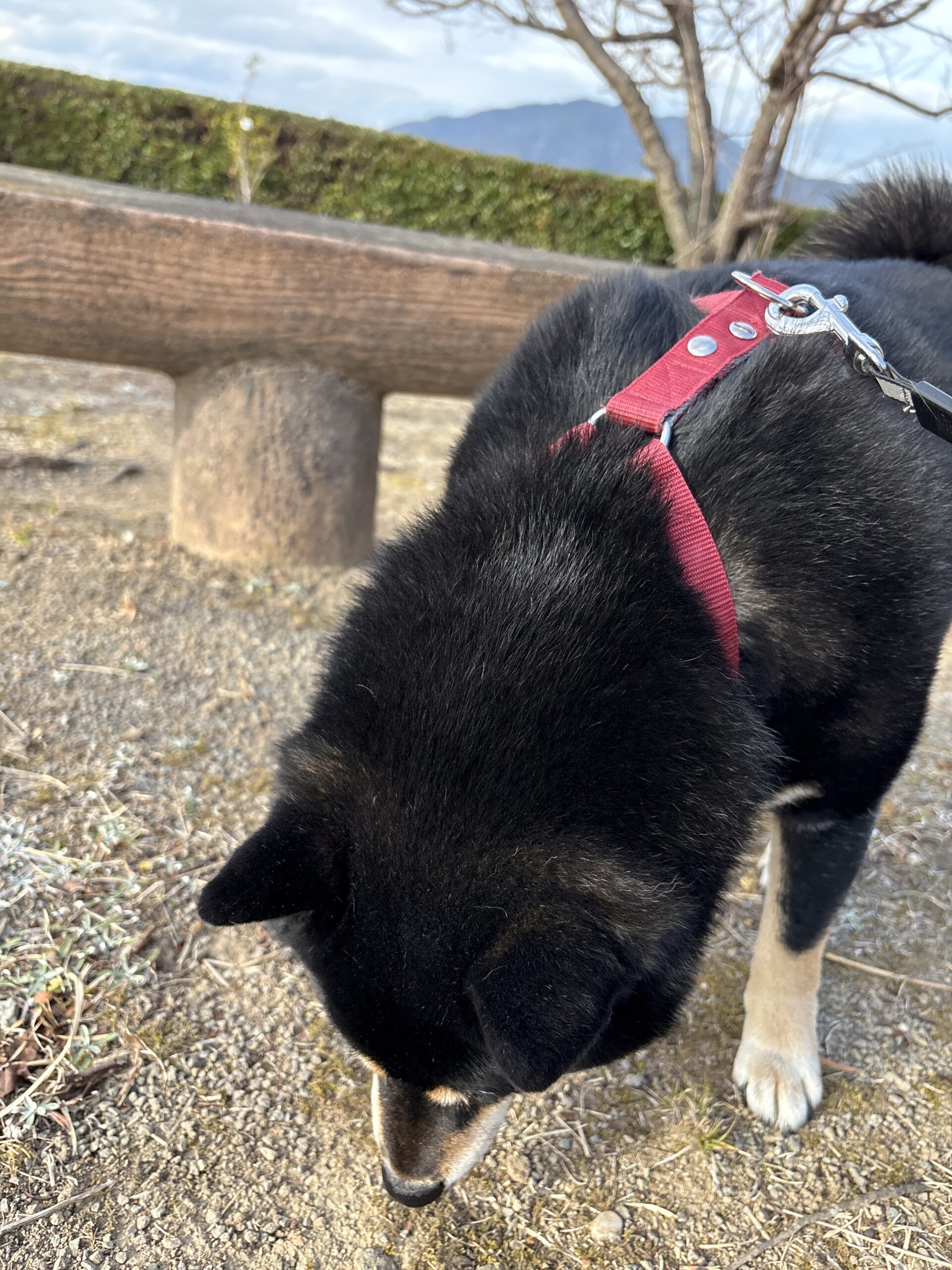 地面の匂いをくんくん嗅ぐ黒柴まめの顔