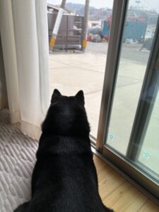 外に行きたくて窓から外を見つめる黒柴まめ