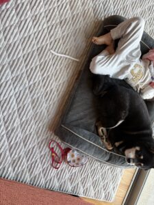 休日の朝に子どもと一緒に寝ている黒柴まめの様子