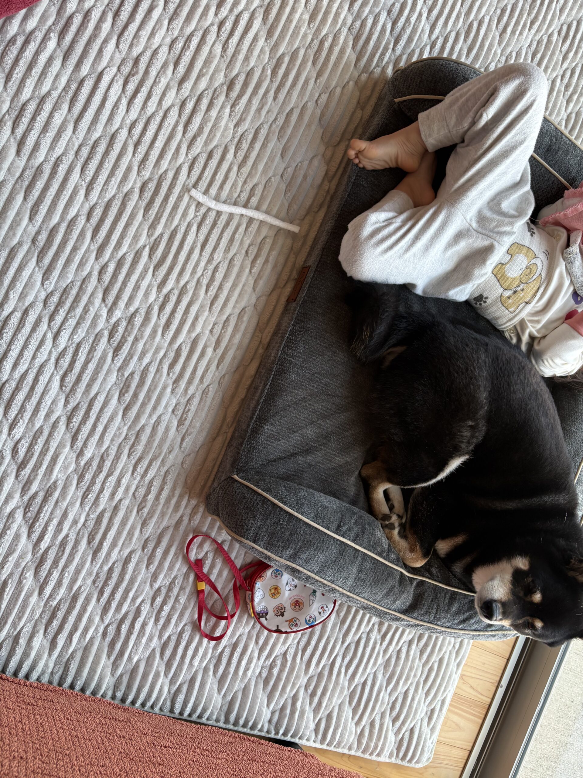 休日の朝に子どもと一緒に寝ている黒柴まめの様子