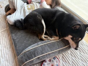 散歩後に寝床でくつろぐ黒柴まめと隣でくつろぐ子ども
