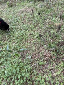 草むらで草を食べる黒柴の様子 