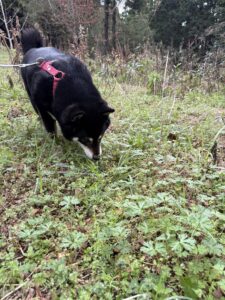 黒柴が散歩中に草を探して食べている様子