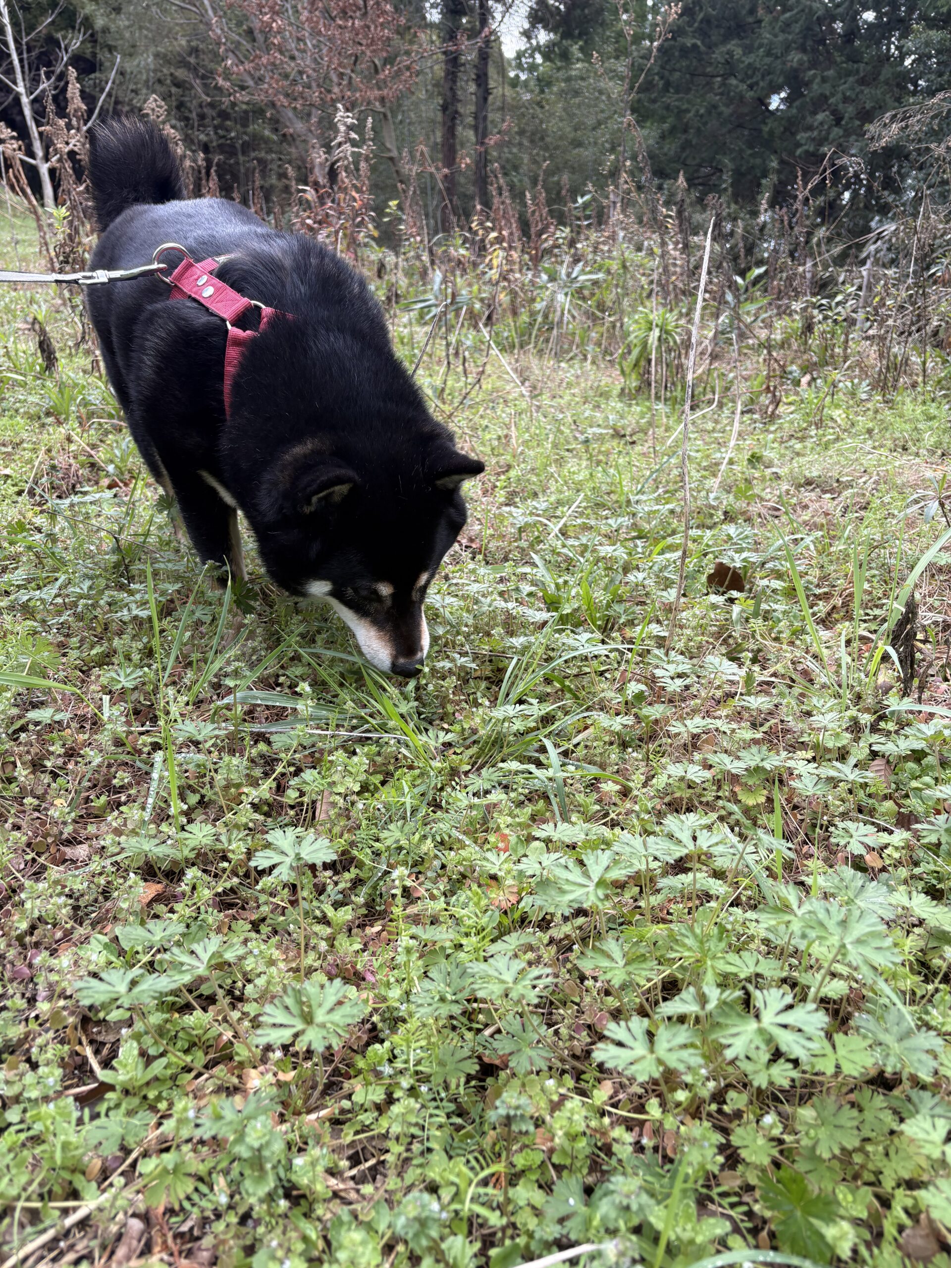 黒柴が散歩中に草を探して食べている様子