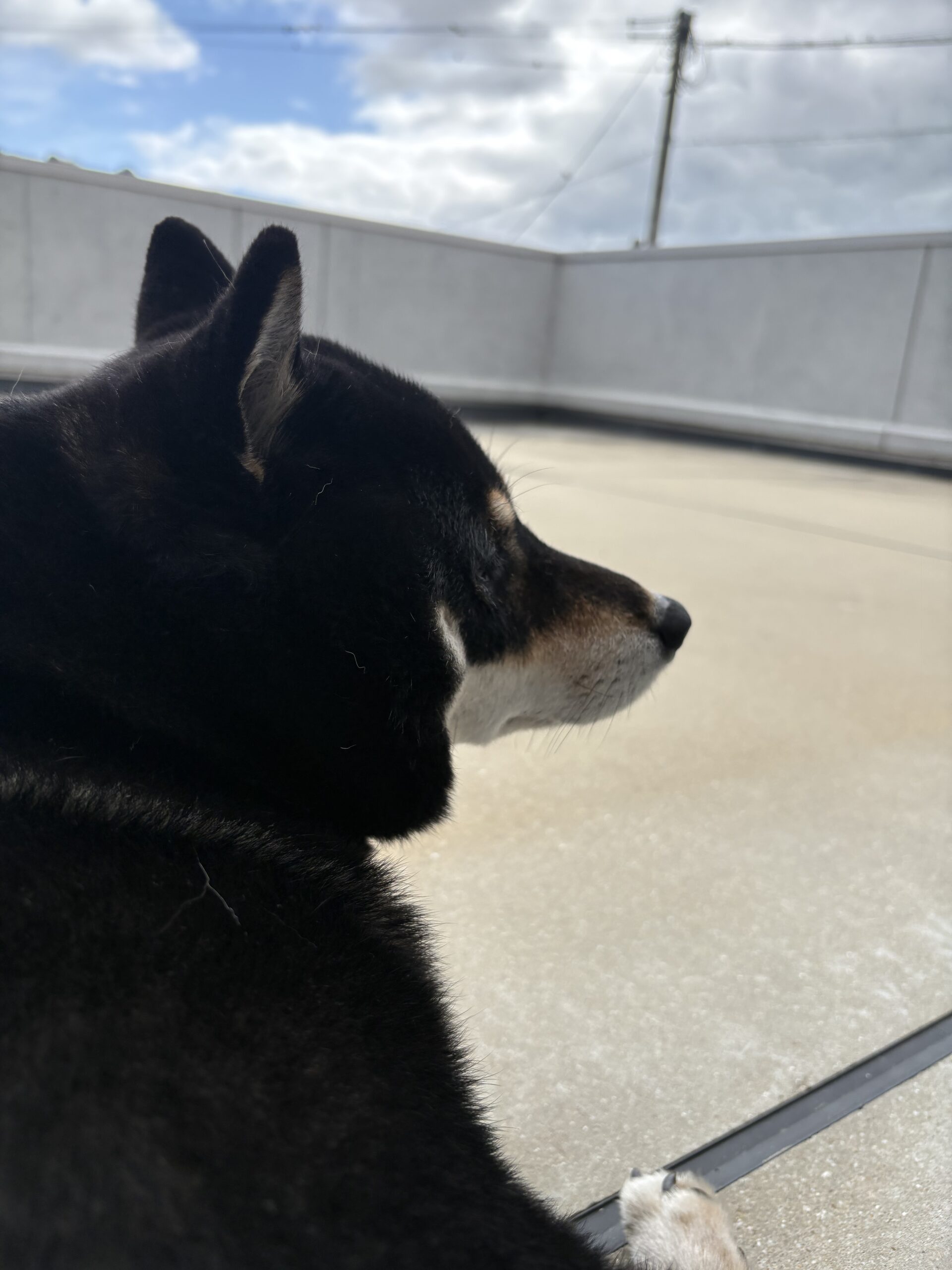 ベランダで外を眺めながらくつろぐ黒柴まめ