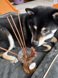 黒柴まめがディフューザーの香りを確認している様子