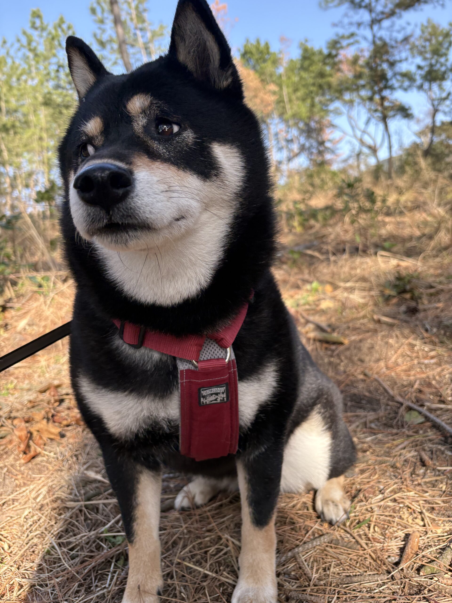 散歩中にこちらを見る黒柴まめ