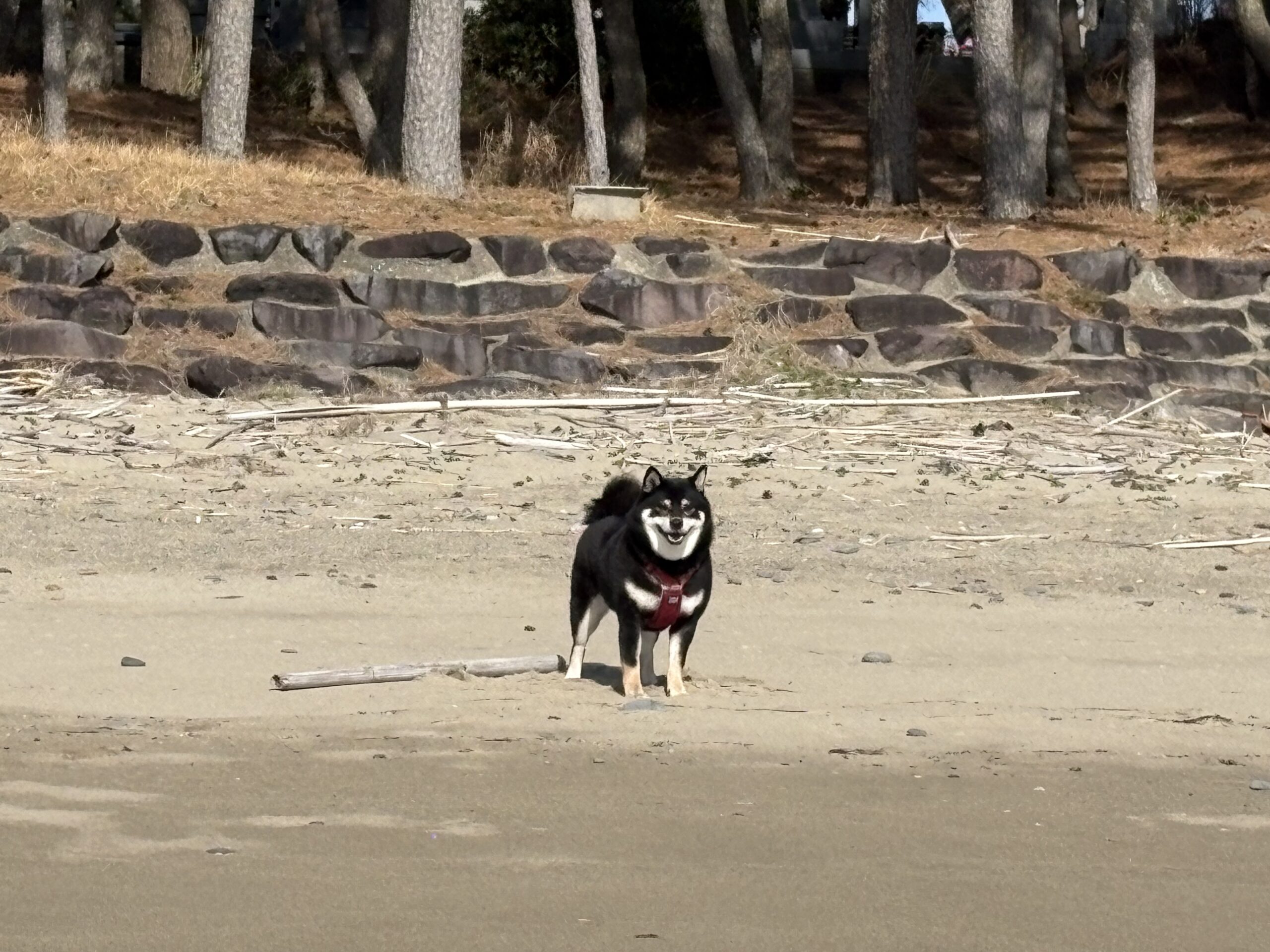 黒柴まめが春の砂浜で笑顔で立っている様子