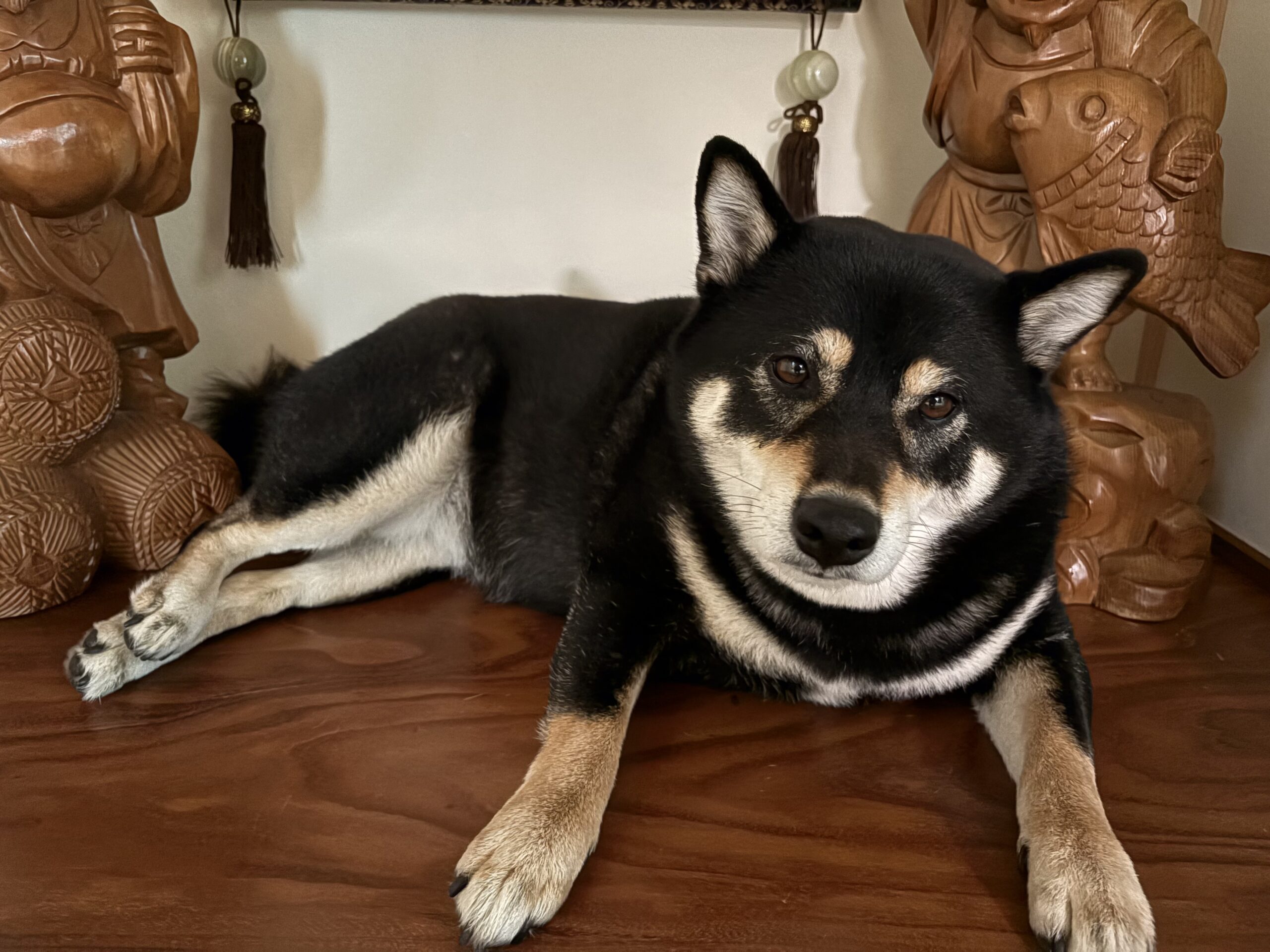 神棚の前で落ち着いて休んでいる黒柴