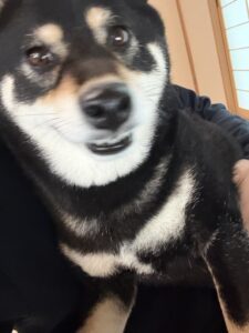 黒柴が雷の日に飼い主の膝の上で落ち着いている様子