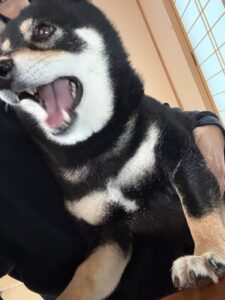 雷と大雨で怖くて膝に乗ってきた黒柴まめ