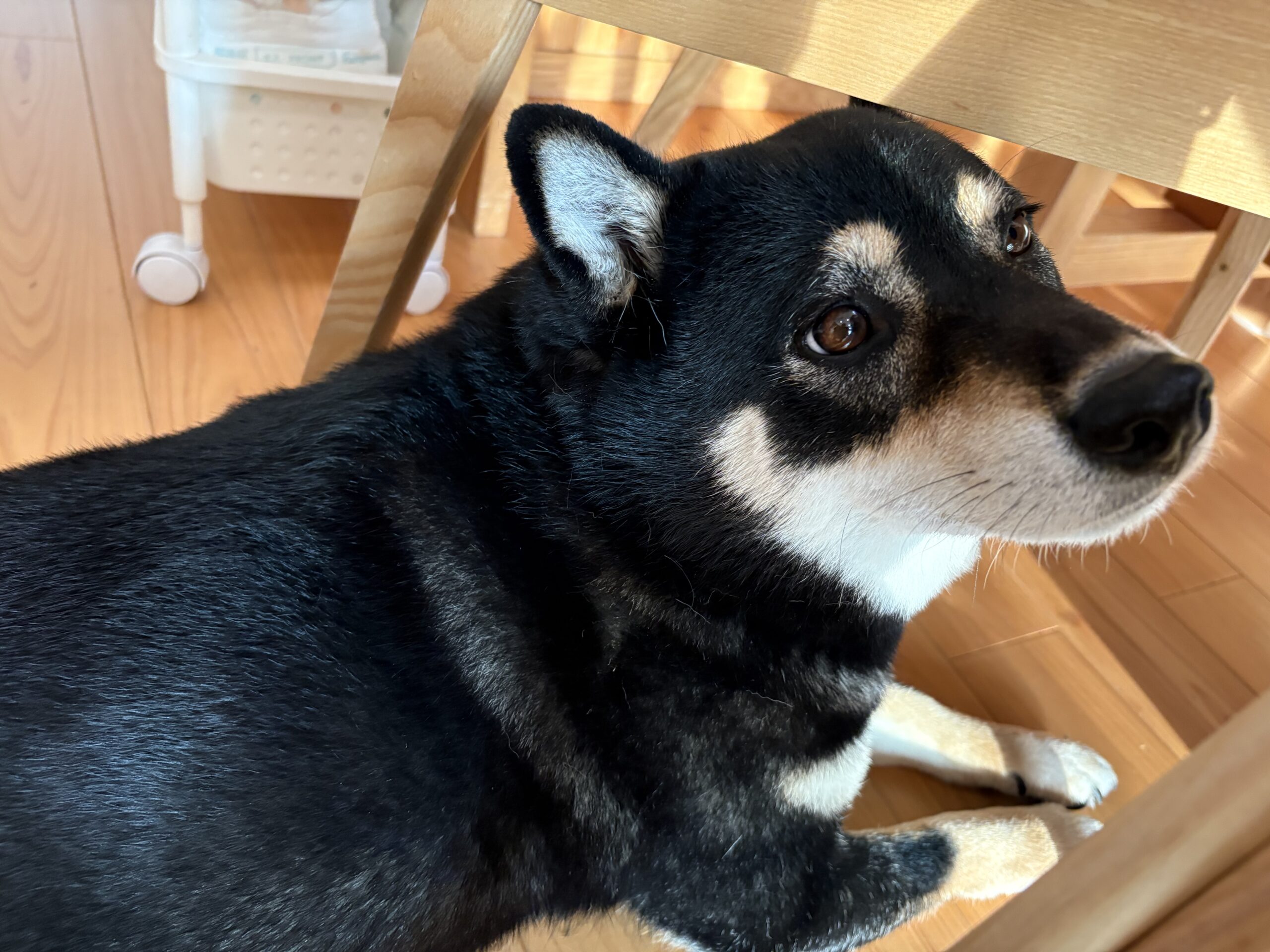 子供の椅子の下で食べこぼしを待つ黒柴まめ