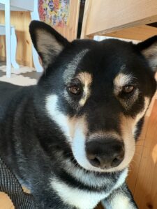 椅子の下で上を見上げる黒柴まめ