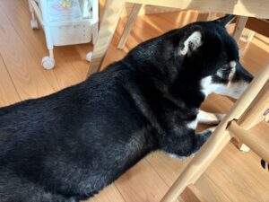 食べこぼしを期待して待つ柴犬まめ