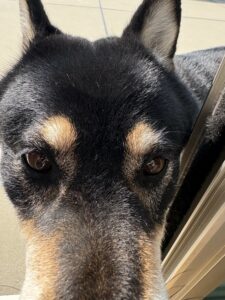 朝日を浴びながらベランダにいる黒柴まめ 