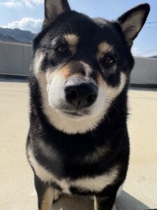 黒柴まめのドアップの顔写真