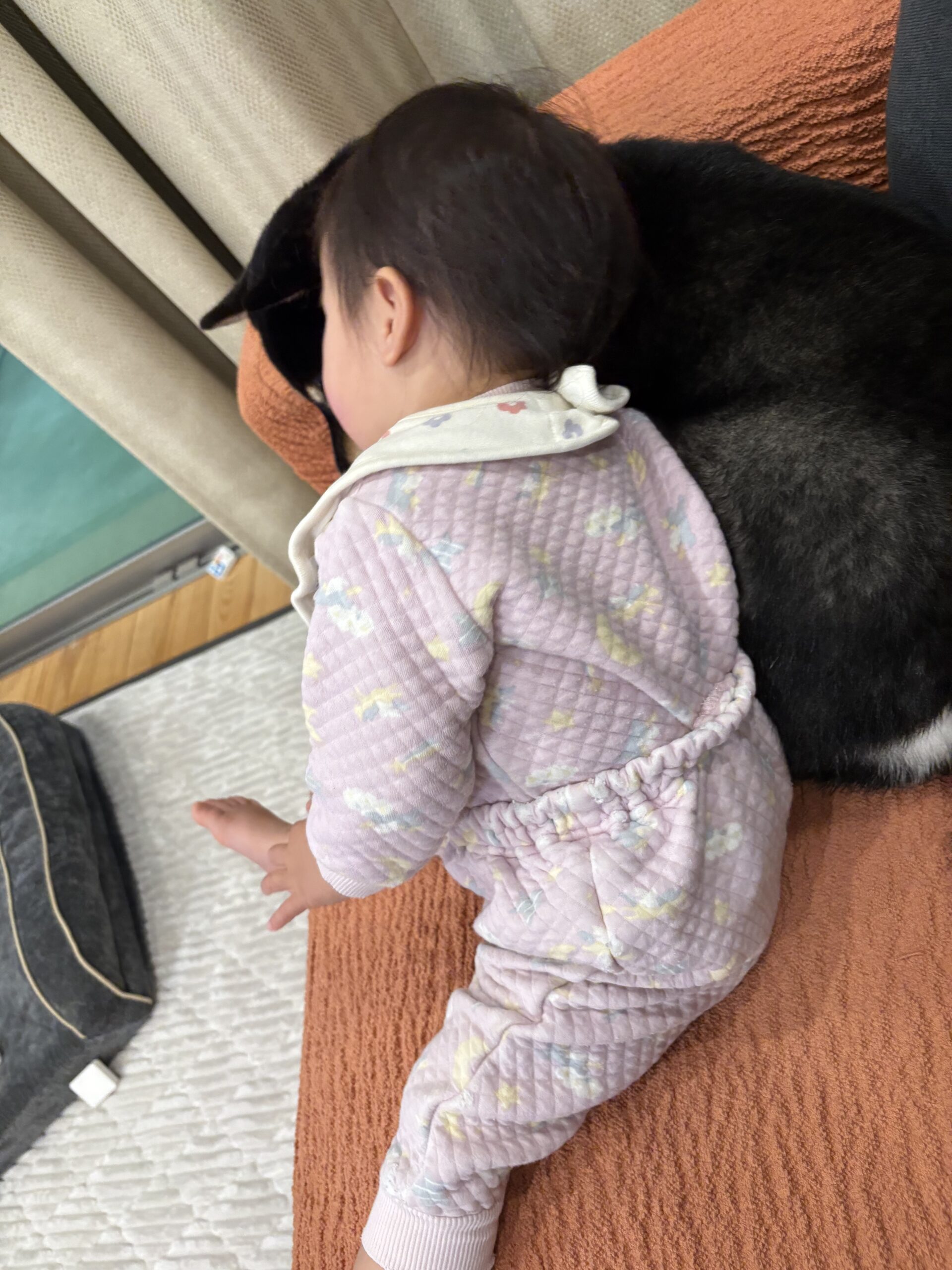 子供と寄り添って寝ている黒柴まめ