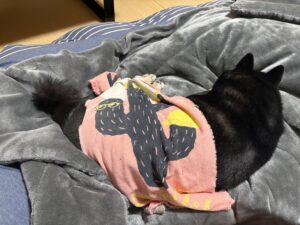 お気に入りのタオルをかけてもらって寝ている黒柴まめ