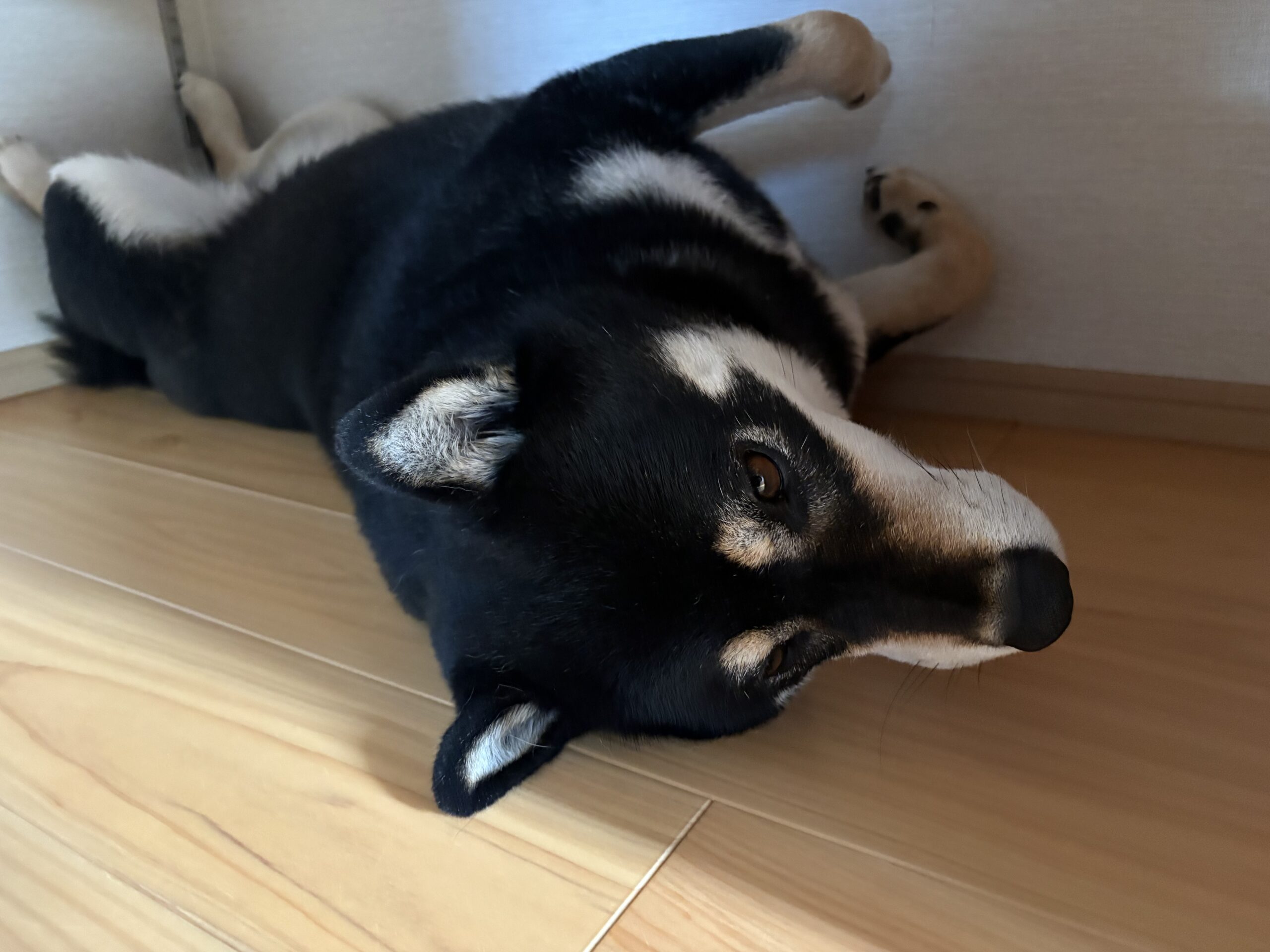 黒柴まめがリラックスして昼寝している様子