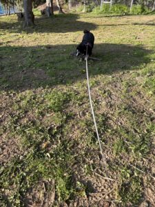 大きな枝を引っ張ろうとする黒柴まめの散歩風景