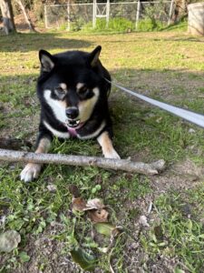 枝をガジガジ噛んで遊ぶ黒柴まめ