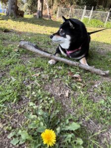 たんぽぽの咲く春の公園で枝を見つけた黒柴まめ