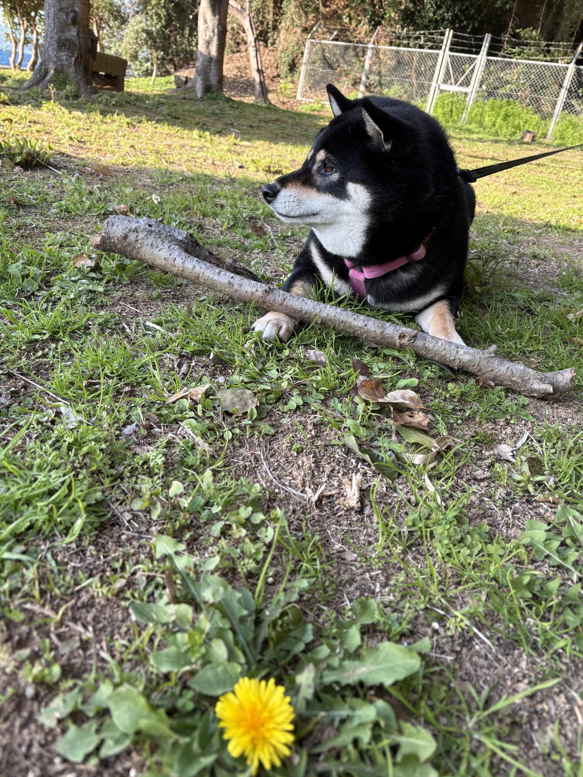 たんぽぽの咲く春の公園で枝を見つけた黒柴まめ
