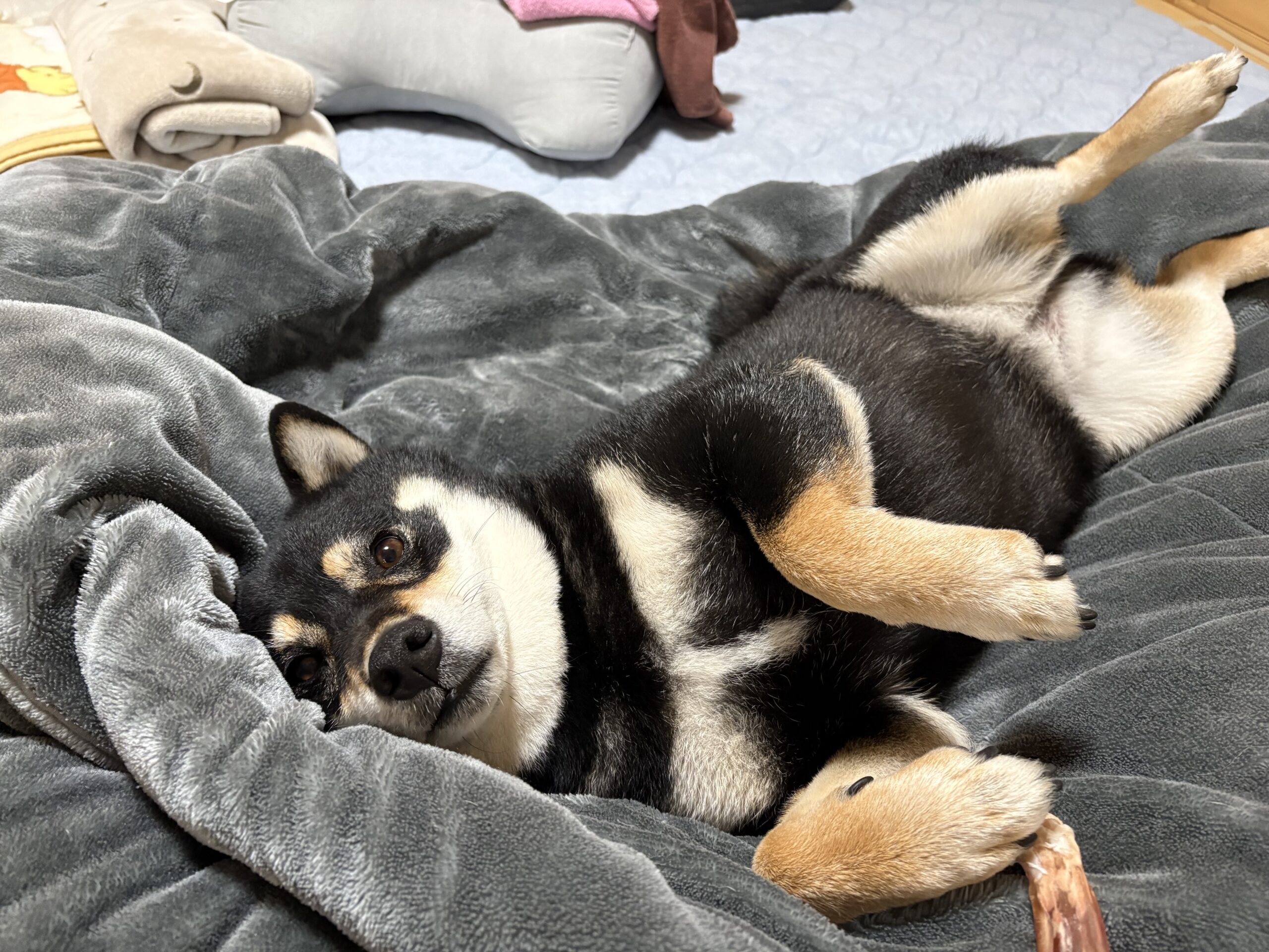 満足して仰向けで寝る黒柴まめ