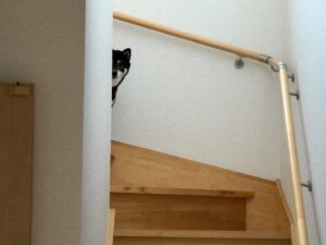 柴犬まめが階段からひょっこり顔を出して様子を見ている様子