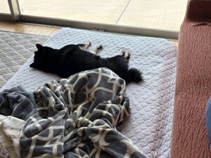 リビングのマットの上で気持ちよさそうに寝る黒柴まめ