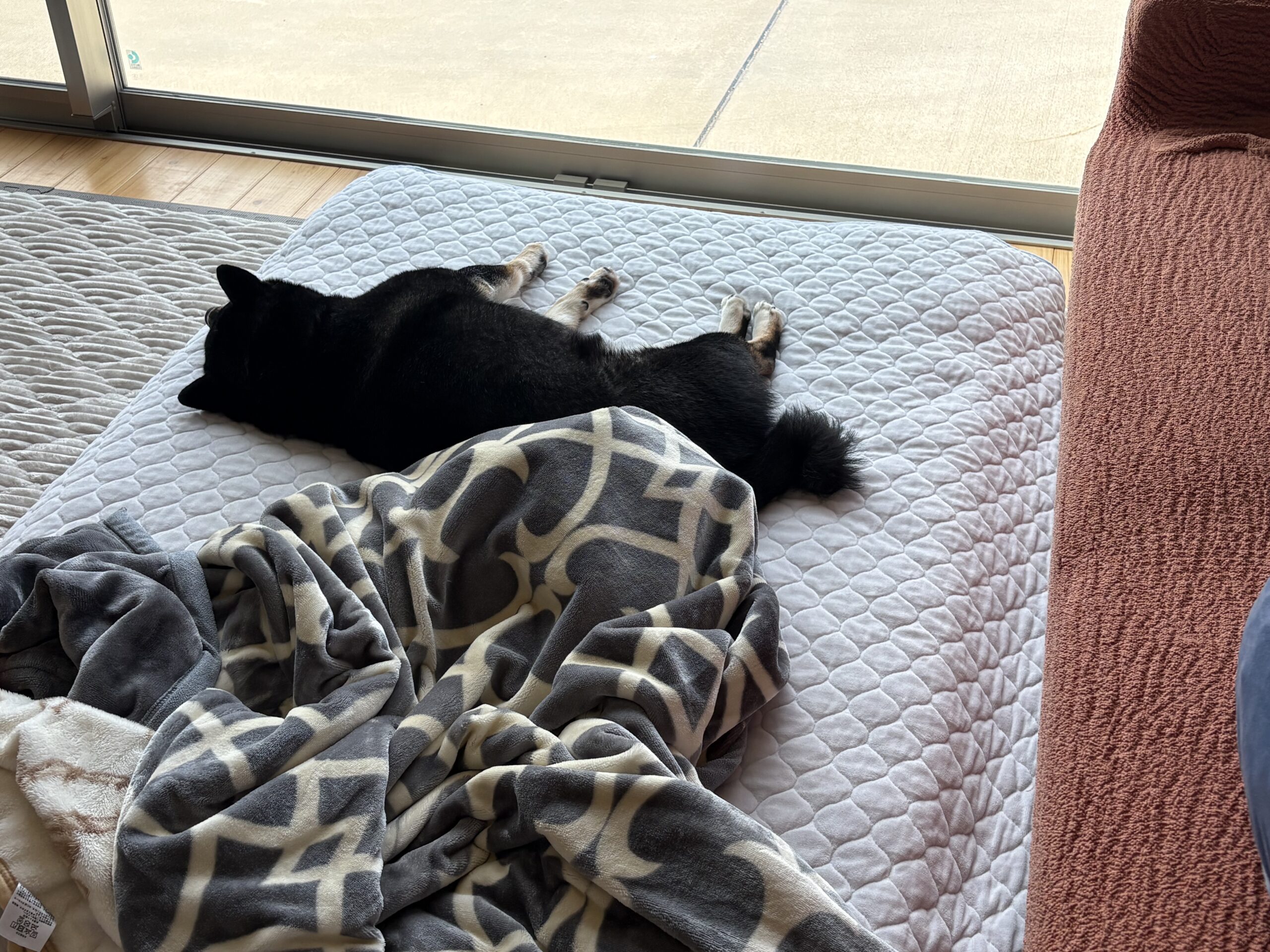 リビングのマットの上で気持ちよさそうに寝る黒柴まめ