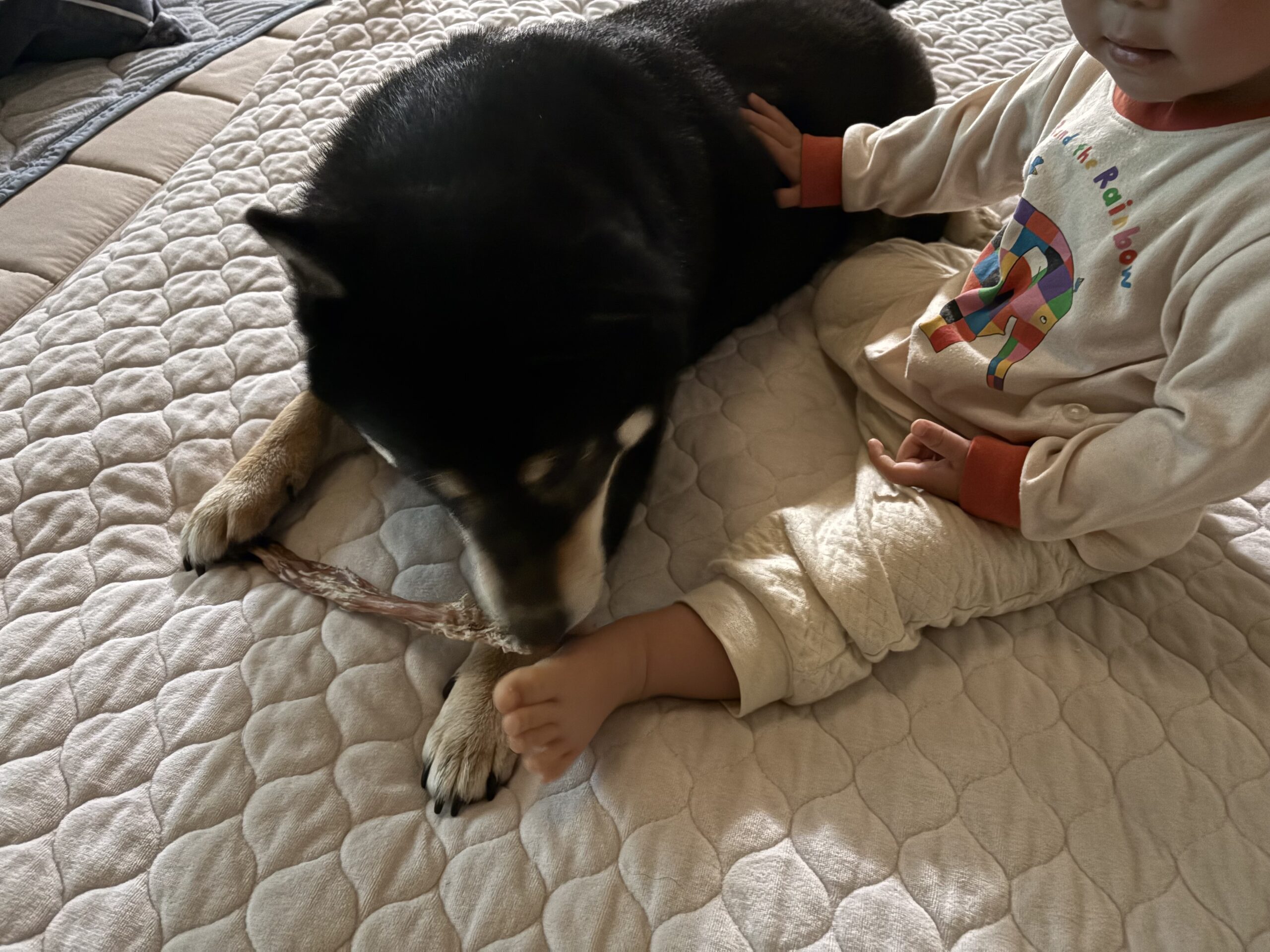 柴犬と子供が一緒に過ごす日常の様子