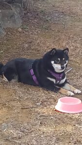 散歩中に疲れて休む黒柴犬まめと水皿