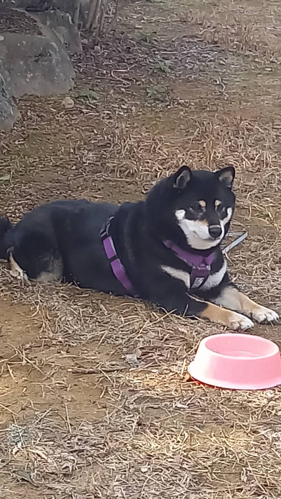 散歩中に疲れて休む黒柴犬まめと水皿