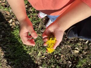 子どもの手に持ったたんぽぽと春の自然