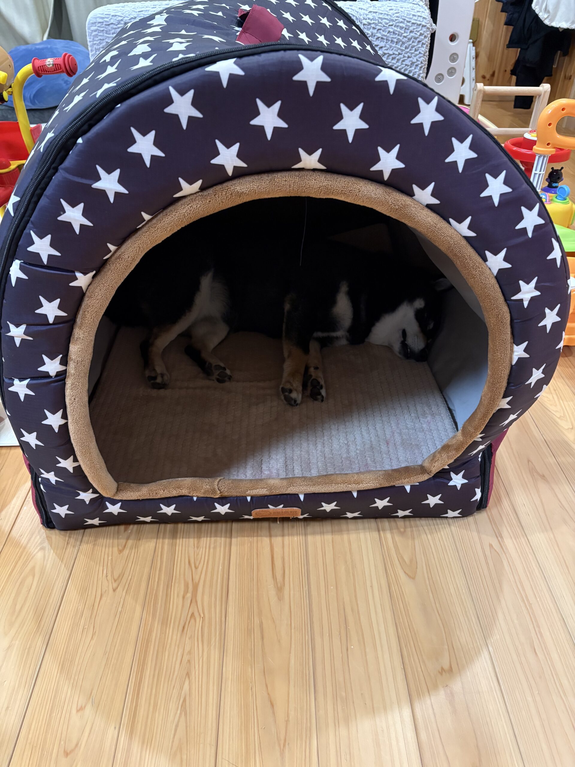 ドーム型の犬用ベッドでぐったり横になって休む黒柴まめ