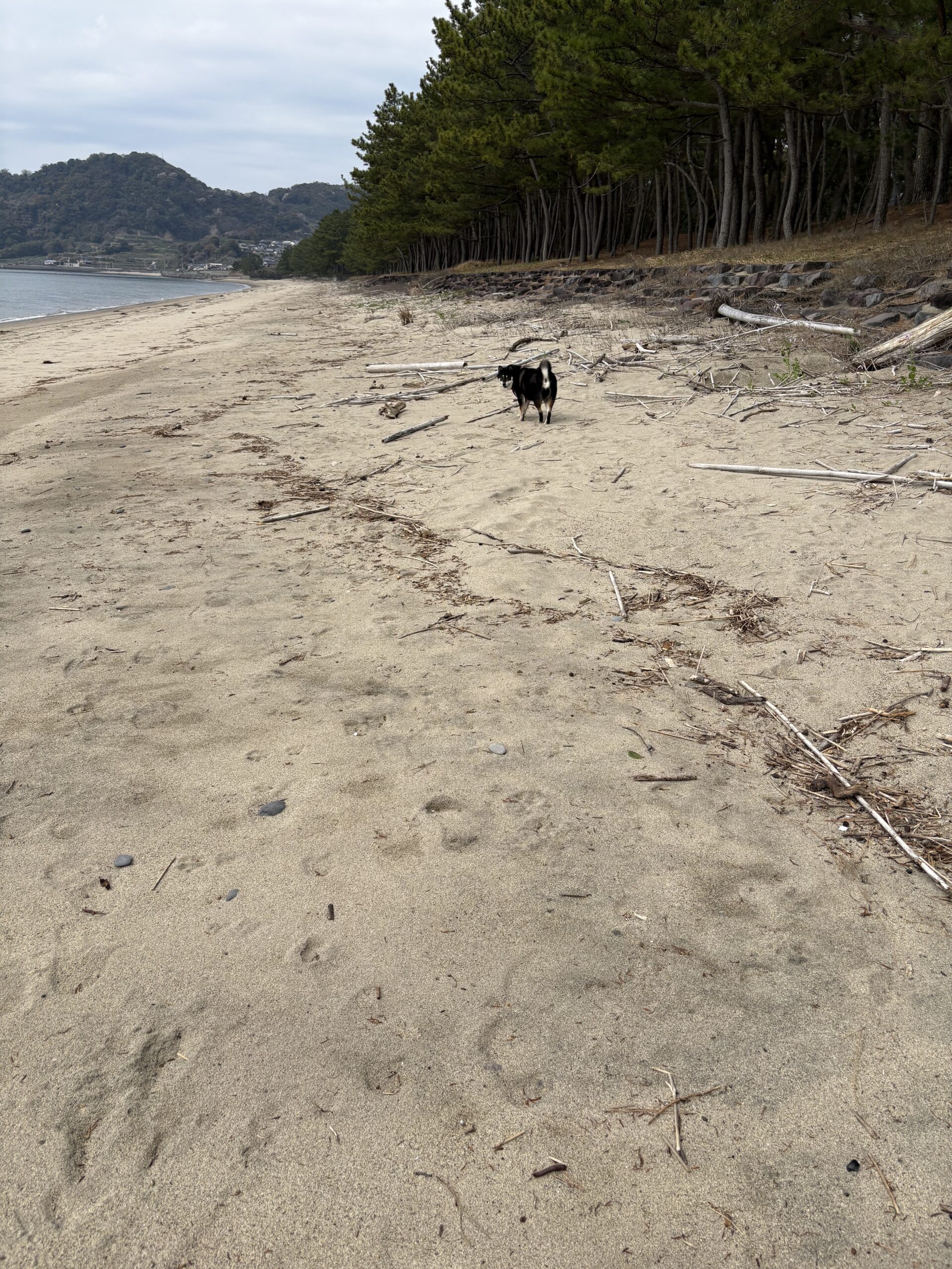 海辺を歩く黒柴まめと砂浜の散歩風景