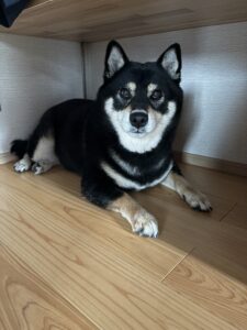 机の下で落ち着いて過ごす黒柴まめ