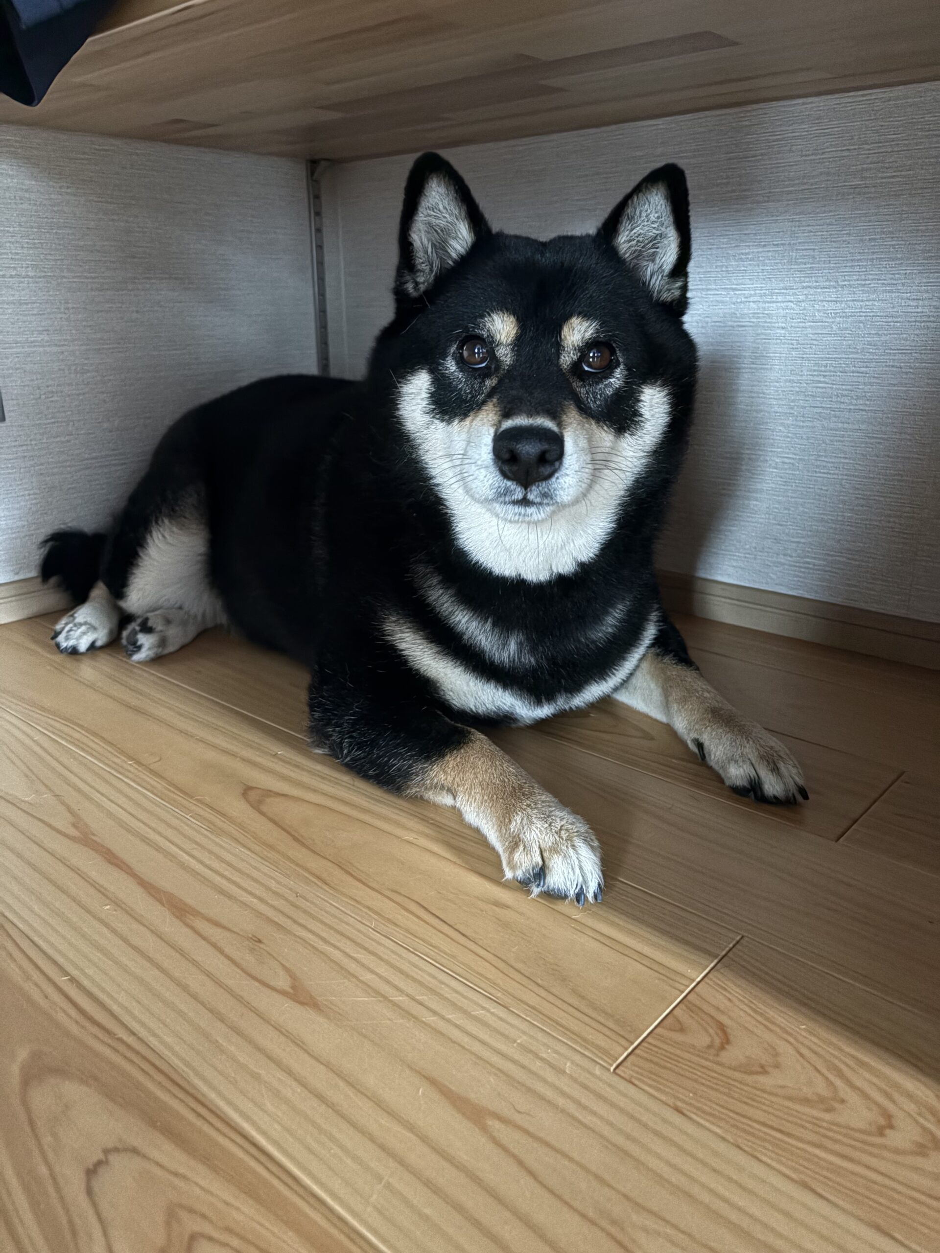 机の下で落ち着いて過ごす黒柴まめ