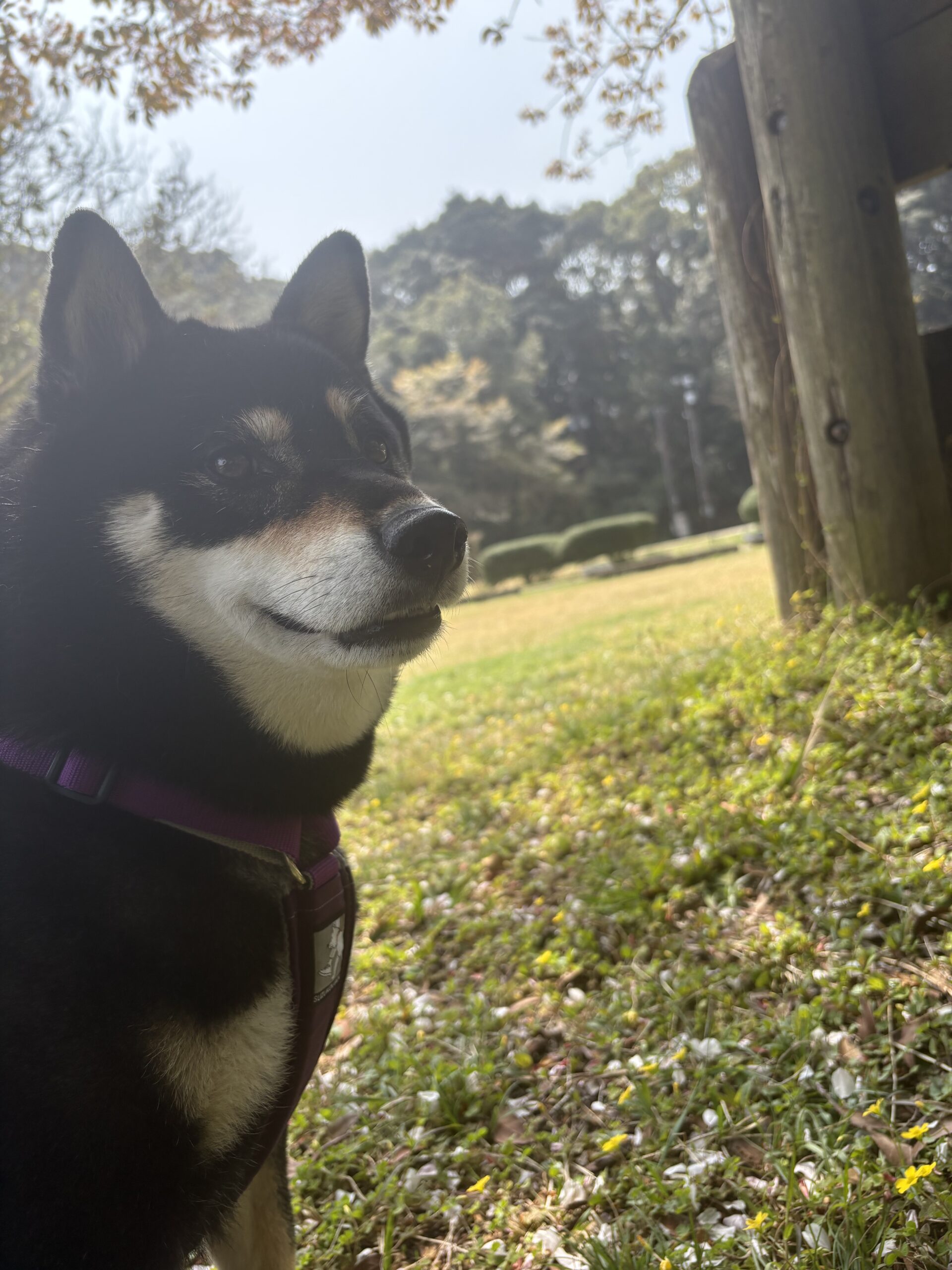 黒柴まめちゃんの散歩シーン—犬と子供のいる家にロボット掃除機の拭き掃除機能が必要な理由