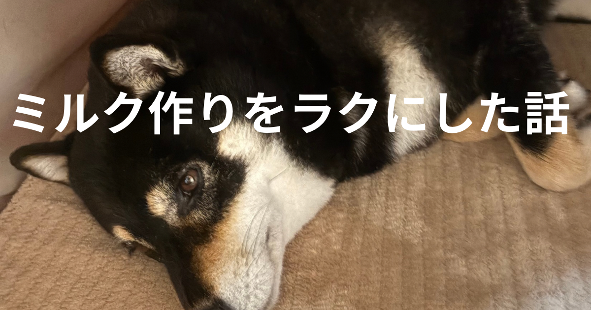 黒柴まめ くつろいでいる様子