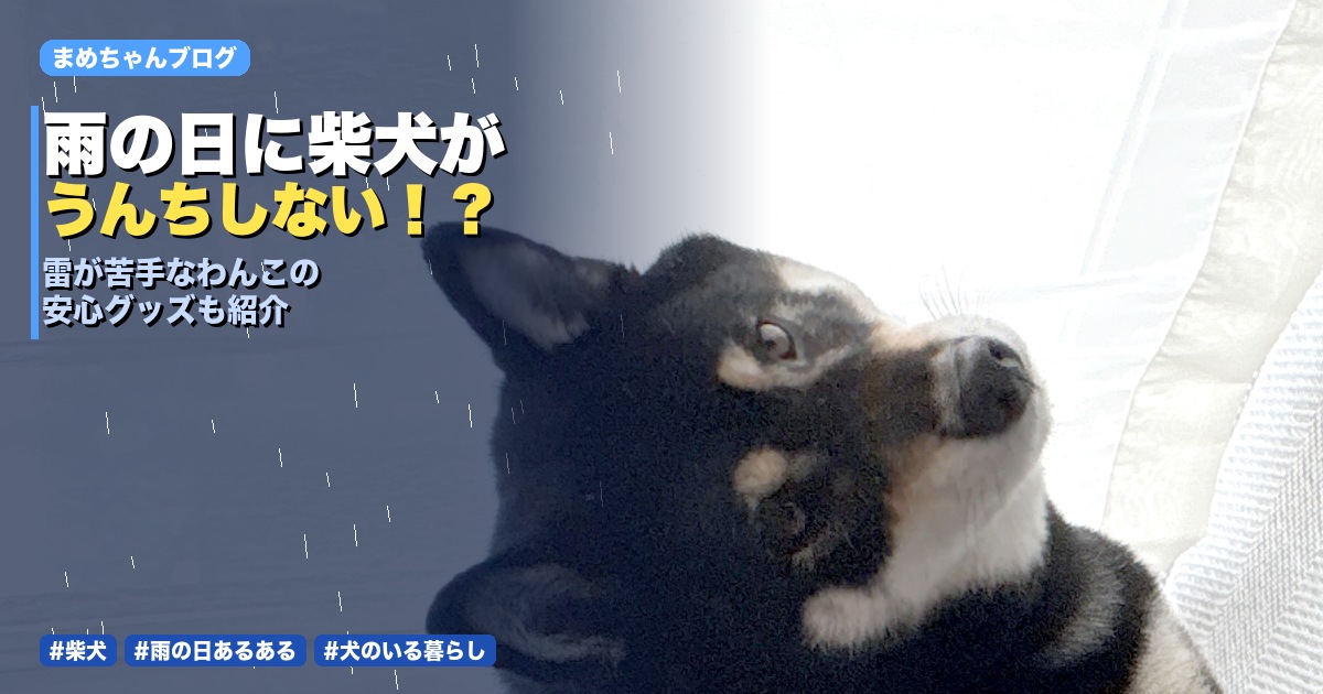 雨上がりに落ち着いた様子の黒柴