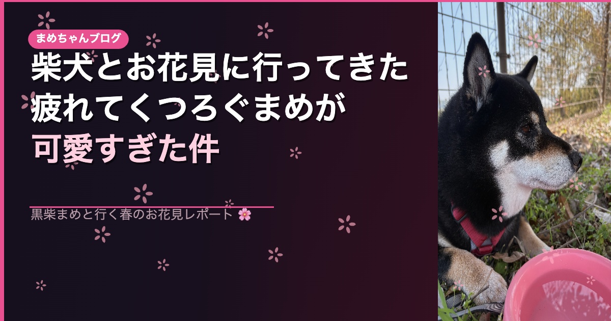 花見に行ってきた。まめがくつろぐ姿が可愛いすぎた件